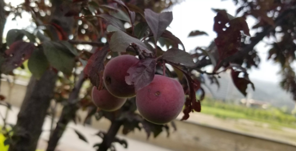 紫叶李子能吃,紫叶李的果子能吃么图3