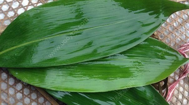 广西粽子叶煮多久可以用