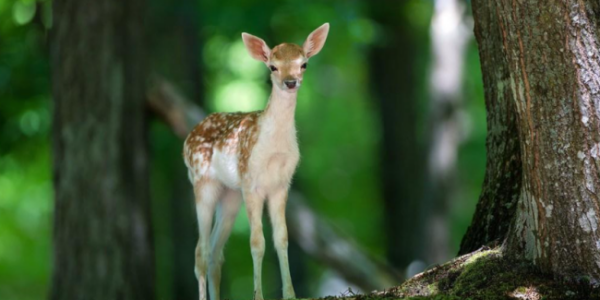 小鸡的脚印像什么形状,小动物在雪地上的脚印像什么图3