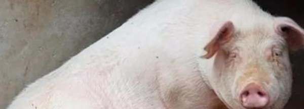 羊用什么来辨味,高中体育生训练需要买什么东西呢图3