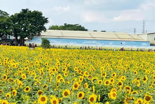 东莞向日葵花海在哪里，坐标东莞：春节过后哪里可以观花赏景野炊休闲游玩呢？图8