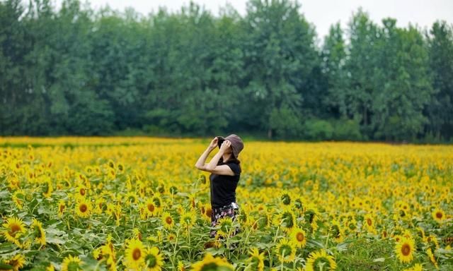 东莞向日葵花海在哪里，坐标东莞：春节过后哪里可以观花赏景野炊休闲游玩呢？图13