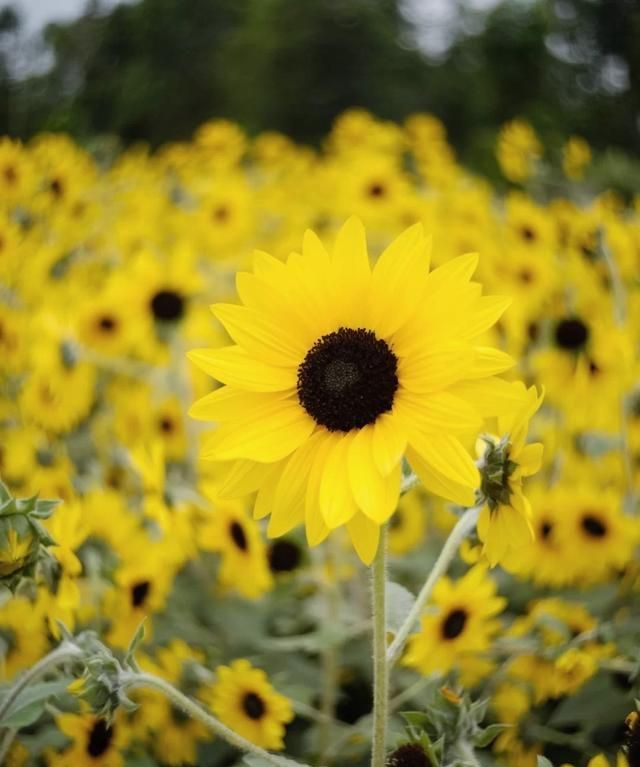 东莞向日葵花海在哪里，坐标东莞：春节过后哪里可以观花赏景野炊休闲游玩呢？图6