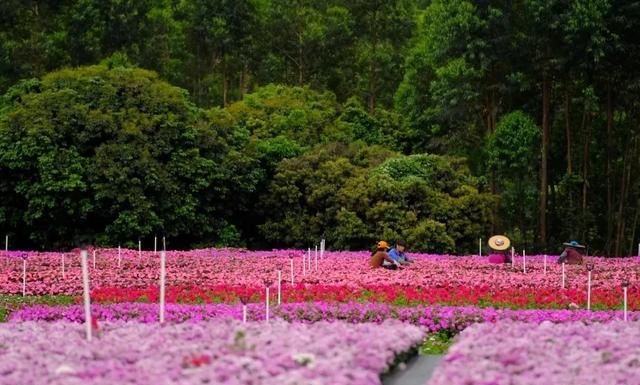 东莞向日葵花海在哪里，坐标东莞：春节过后哪里可以观花赏景野炊休闲游玩呢？图2