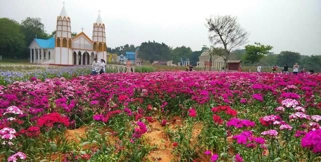 东莞向日葵花海在哪里，坐标东莞：春节过后哪里可以观花赏景野炊休闲游玩呢？图19