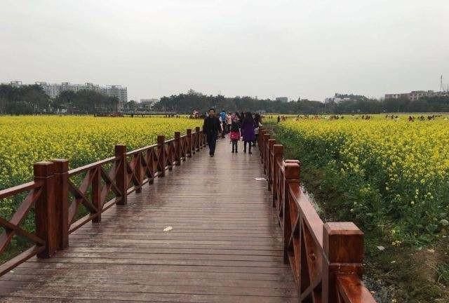 东莞向日葵花海在哪里，坐标东莞：春节过后哪里可以观花赏景野炊休闲游玩呢？图23