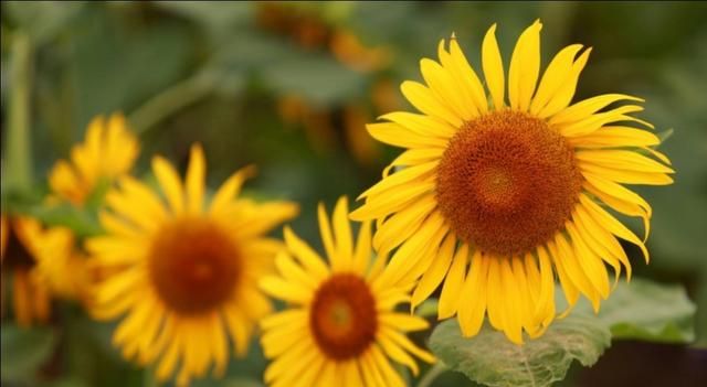 东莞向日葵花海在哪里，坐标东莞：春节过后哪里可以观花赏景野炊休闲游玩呢？图9