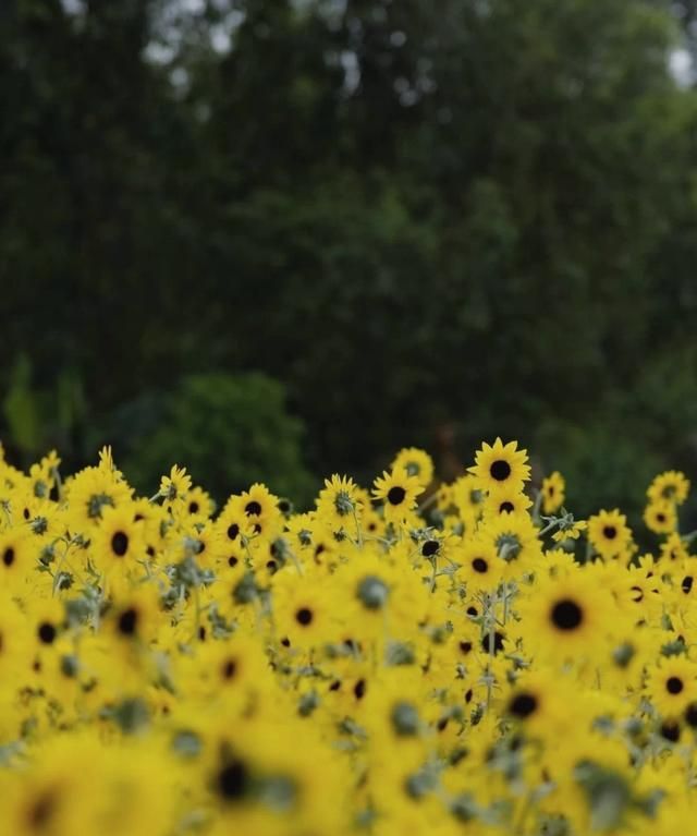东莞向日葵花海在哪里，坐标东莞：春节过后哪里可以观花赏景野炊休闲游玩呢？图7
