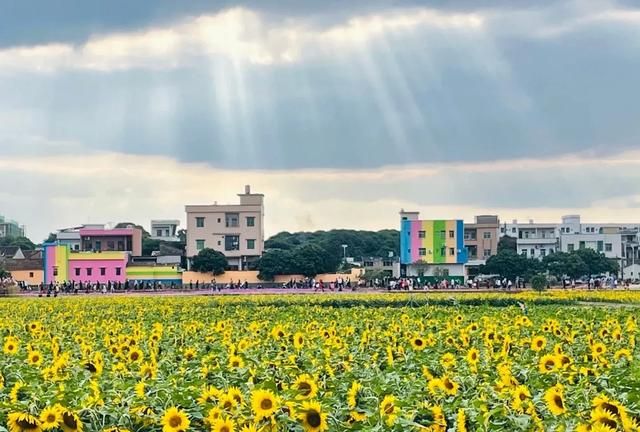 东莞向日葵花海在哪里，坐标东莞：春节过后哪里可以观花赏景野炊休闲游玩呢？图1