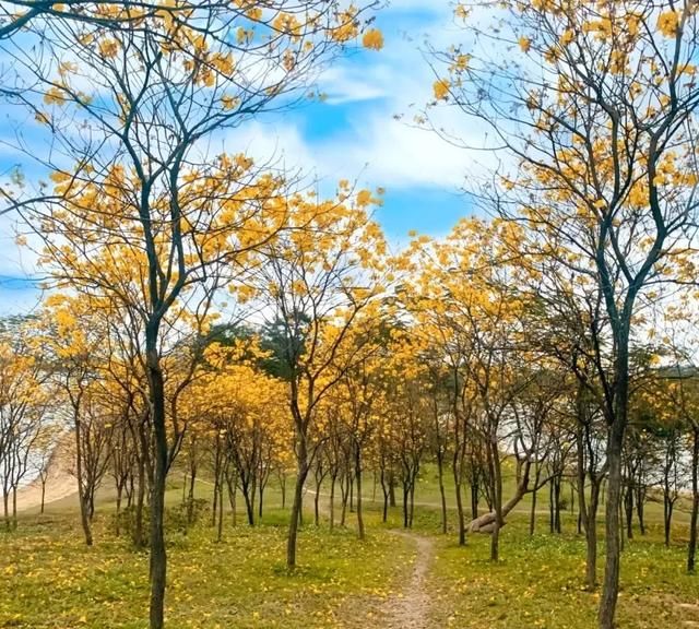 东莞向日葵花海在哪里，坐标东莞：春节过后哪里可以观花赏景野炊休闲游玩呢？图4