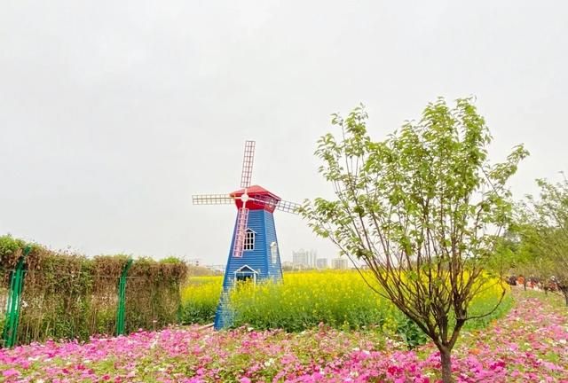 东莞向日葵花海在哪里，坐标东莞：春节过后哪里可以观花赏景野炊休闲游玩呢？图3