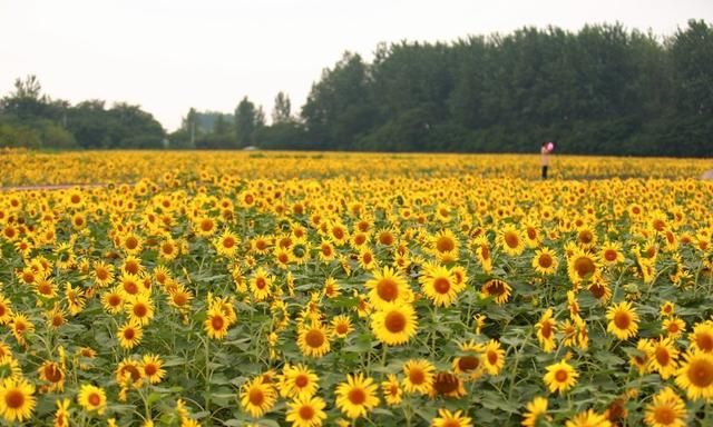 东莞向日葵花海在哪里，坐标东莞：春节过后哪里可以观花赏景野炊休闲游玩呢？图11