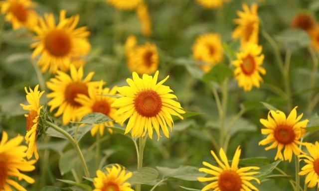 东莞向日葵花海在哪里，坐标东莞：春节过后哪里可以观花赏景野炊休闲游玩呢？图12
