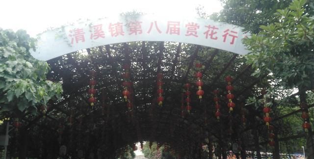 东莞向日葵花海在哪里，坐标东莞：春节过后哪里可以观花赏景野炊休闲游玩呢？图20