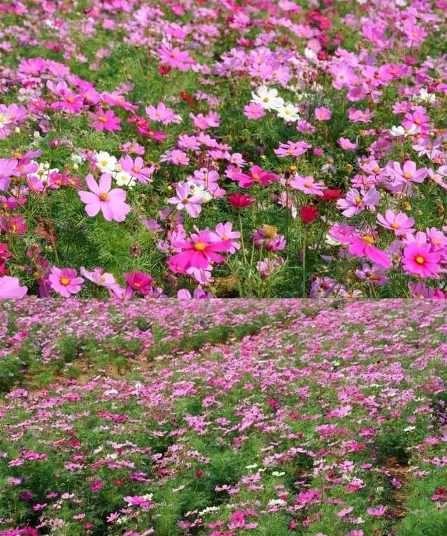 东莞向日葵花海在哪里，坐标东莞：春节过后哪里可以观花赏景野炊休闲游玩呢？图5