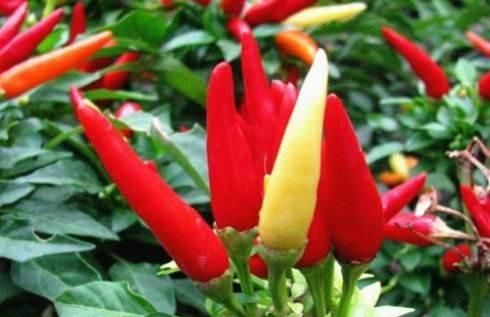 辣椒什么时候传入中国，辣椒在明代才传入中国，那么在此之前四川、湖南、贵州一带的人都以食用什么为主？图2