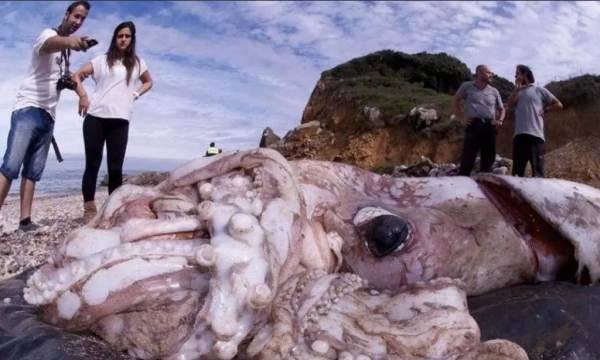 动物会自杀吗,动物也会产生自杀行为为什么图3