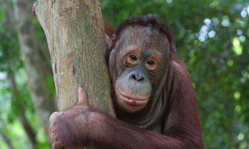 动物会自杀吗,动物也会产生自杀行为为什么图10