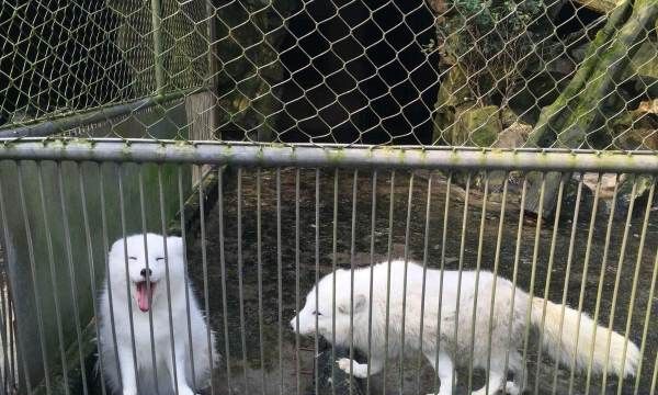 动物会自杀吗,动物也会产生自杀行为为什么图1