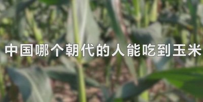 ​哪个朝代能吃到玉米，中国哪个朝代可以吃玉米？