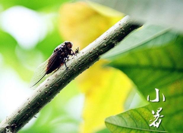 小暑大暑是什么意思