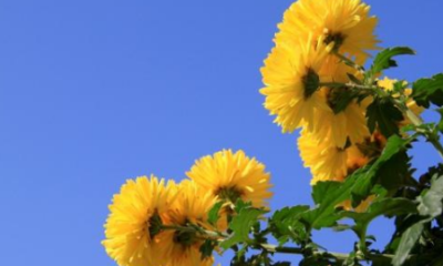 ​九月九日重阳节的风俗是什么,重阳节的风俗是啥