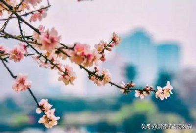 ​关于春花的诗句古诗词(关于春花的诗句古诗小学)