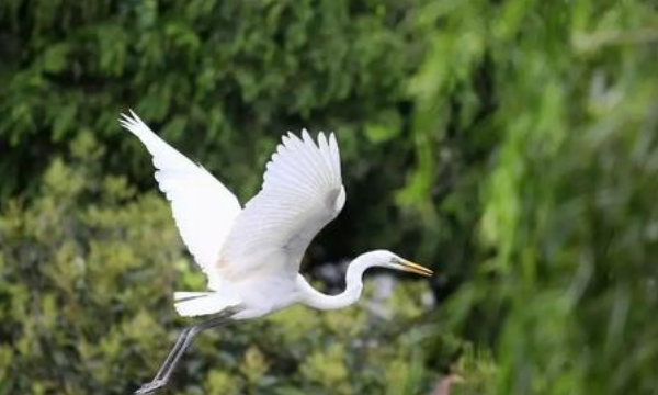 白鹭的身长和高度,白鹭的身高和体重分别是多少图2