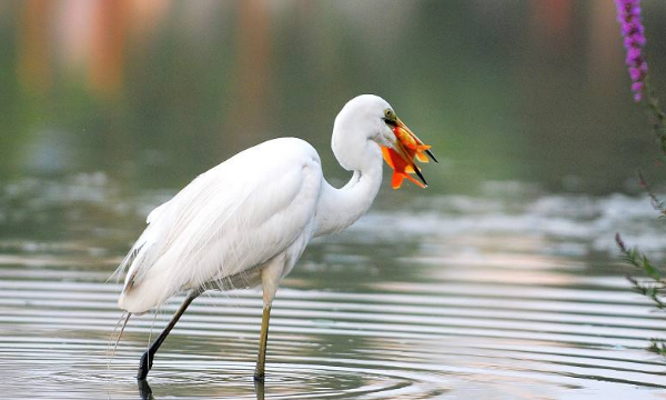 白鹭的身长和高度,白鹭的身高和体重分别是多少图1