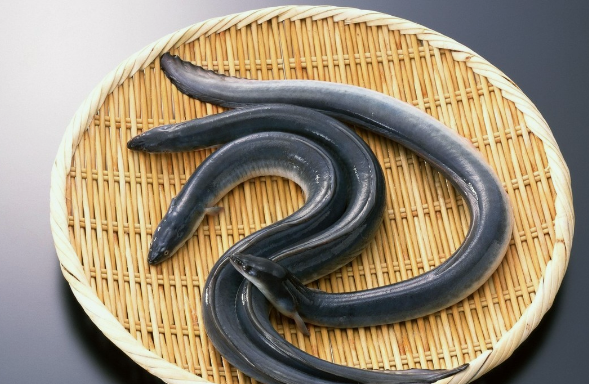 日料里的鳗鱼为何没刺,鳗鱼饭的鳗鱼有刺吗图4