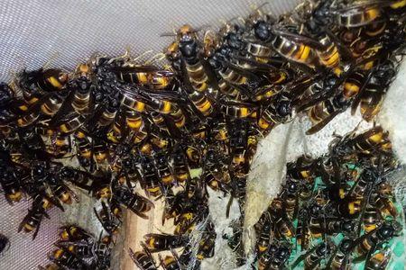 胡蜂蜂王会蜇人吗