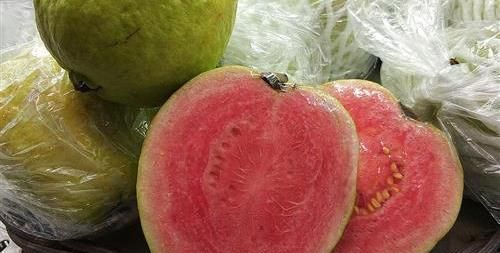 番石榴的病虫害防治