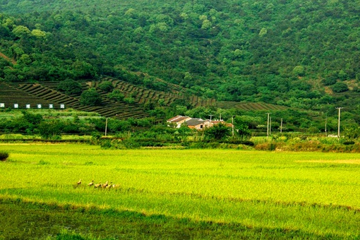 籍贯怎么填写才正确 籍贯怎么填写才规范