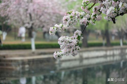 再拜稽首的意思(屈膝稽首的意思)-第1张图片-