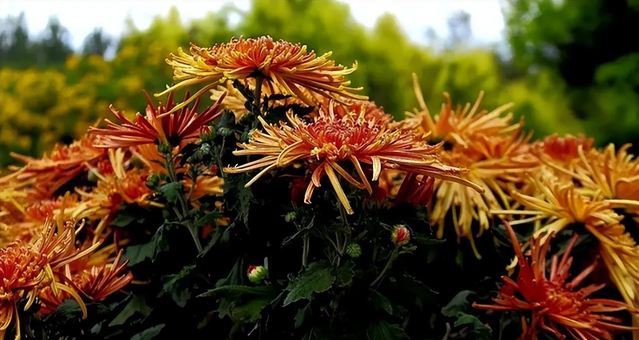 重阳节纪念谁的节日(重阳节的来历)