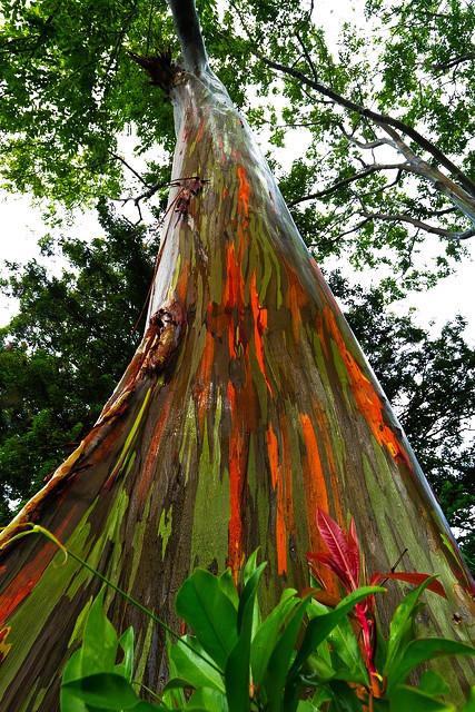 新几内亚岛属于哪个洲(新几内亚岛面积)