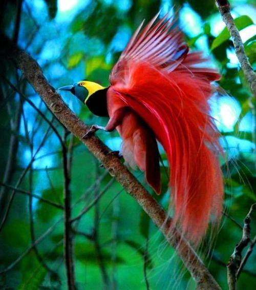 新几内亚岛属于哪个洲(新几内亚岛面积)