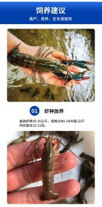 ​淡水小龙虾养殖方法（小龙虾怎么养）