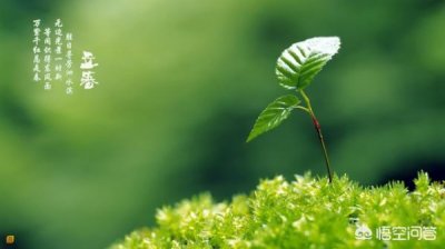 ​安徽青花瓷酒福满天下价格(青花瓷福满天下42度酒价格)