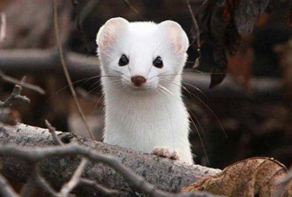 黄鼠狼为什么被称为黄大仙：释放的气体能致幻(吃害虫)