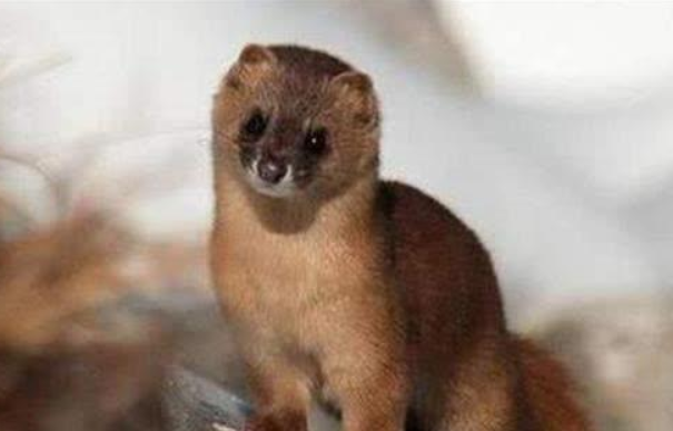 黄鼠狼为什么被称为黄大仙：释放的气体能致幻(吃害虫)