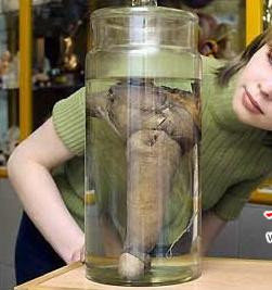 妖僧拉斯普京：俄罗斯不死妖僧性器28厘米 拉斯普京为什么那么大