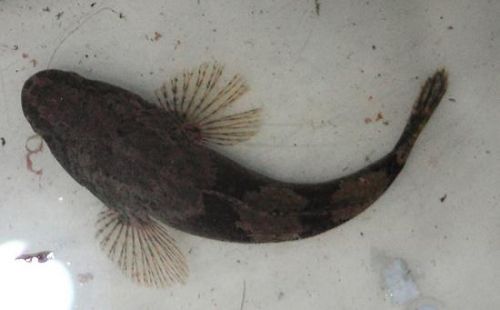 衢州鱼块的做法大全，衢州渔悦江南海鲜主题餐厅-第1张图片-