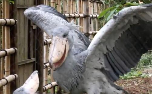 鲸头鹳为什么跟人弯腰 鲸头鹳弯腰是什么道理