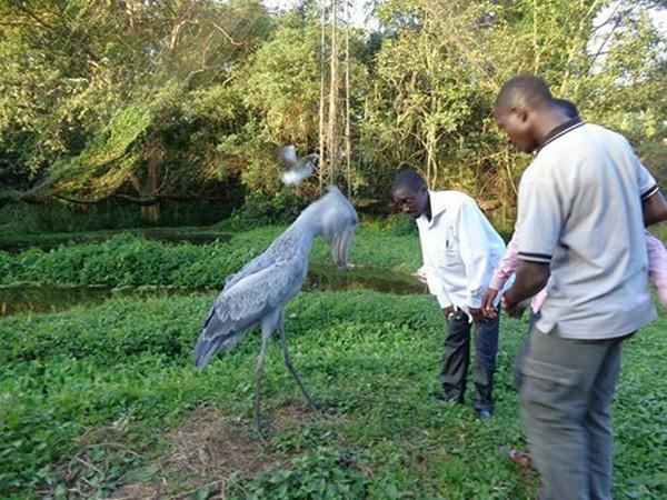 鲸头鹳一睹人便深深弯腰, 得悉背地缘故是为了报仇