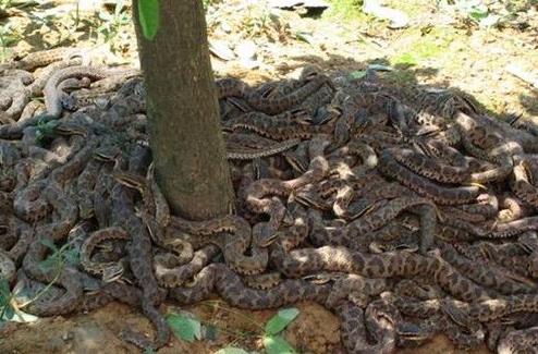 千岛湖蛇岛为什么闭闭：千岛湖蛇岛简介及相干问题回答