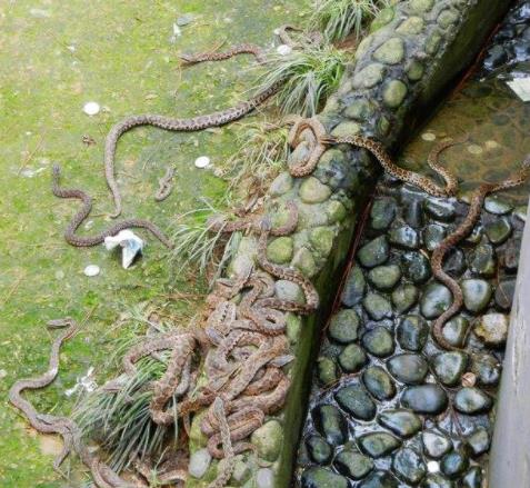 千岛湖蛇岛为什么闭闭：千岛湖蛇岛简介及相干问题回答