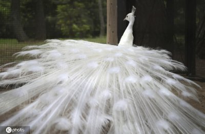 ​白色孔雀启屏图片：雄孔雀为什么会启屏?