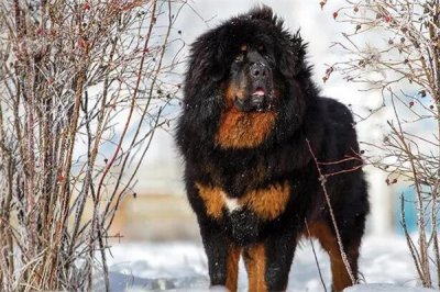 ​一只藏獒纯种多少钱，纯种藏獒幼犬价格(15000元到20000元之间)