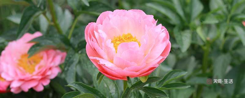 唯有牡丹真国色是谁的诗   唯有牡丹真国色是谁写的